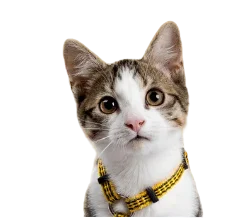 gato_sorprendido-removebg-preview